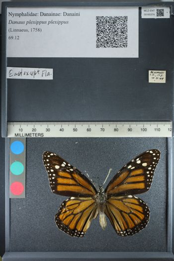 Media type: image;   Entomology 165374